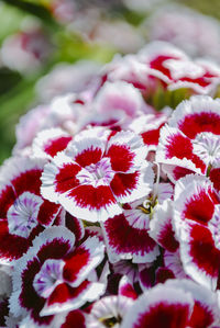 Close-up of red flowering plant