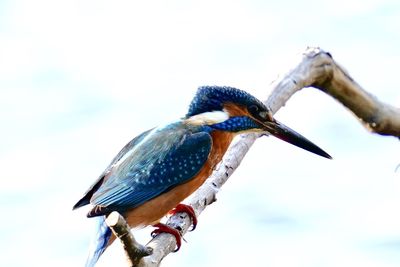 Close-up of bird perching on a branch