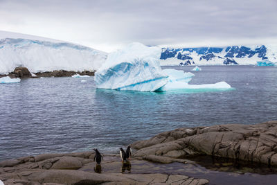 Icebergs in antarctica continent