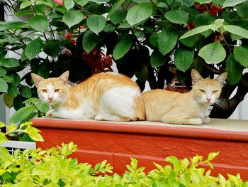 Cats relaxing in a plant