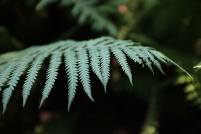 Close-up of fern