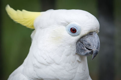 Close-up of a cockatoo 