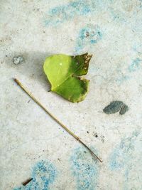 High angle view of plant leaf