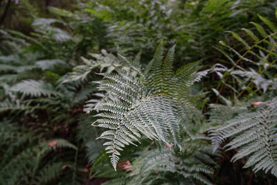 Close-up of pine tree leaves