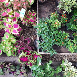 High angle view of potted plants in greenhouse