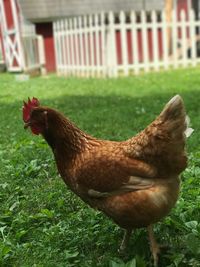 Close-up of rooster on field