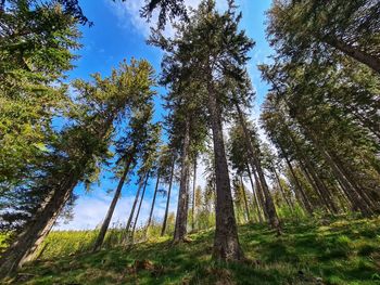 Low angle view of trees in forest against sky