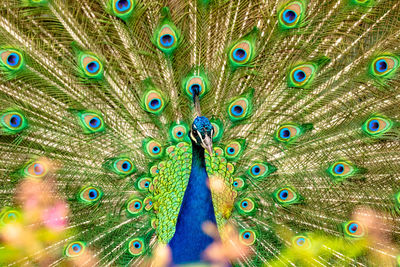 Close-up of peacock