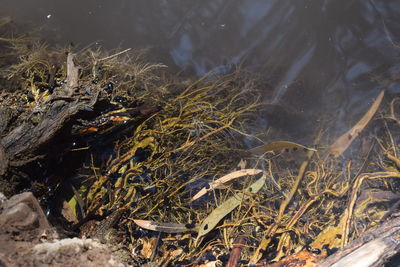 High angle view of turtle in water at night