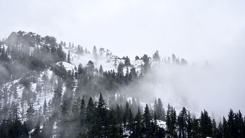 Panoramic view of pine trees against sky during winter