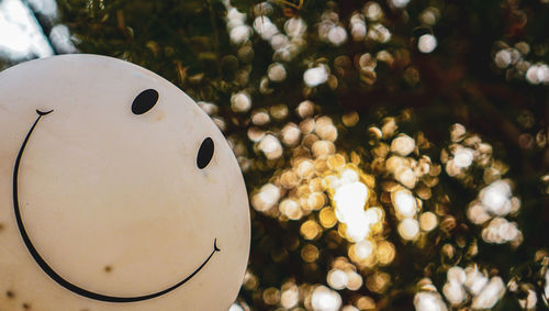 Close-up of christmas tree