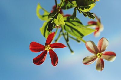 Close-up of pink flowers blooming in park