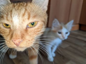 Close-up portrait of cat