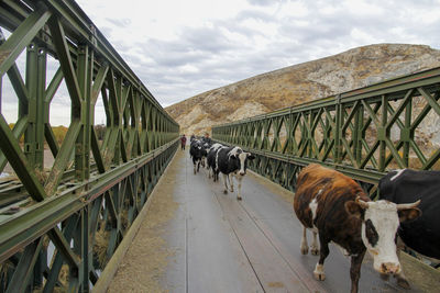 Several cattle passed the iron bridge