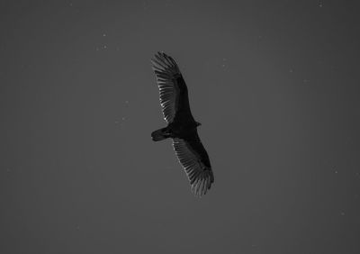 Bird flying in sky