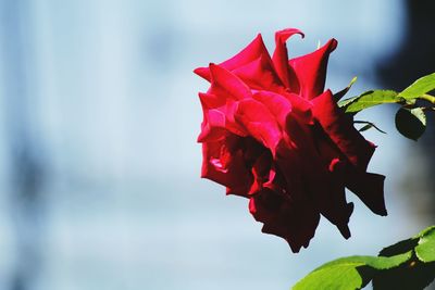 Close-up of red flower