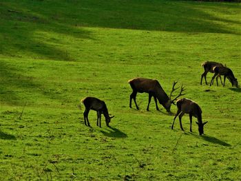 Horses on a field