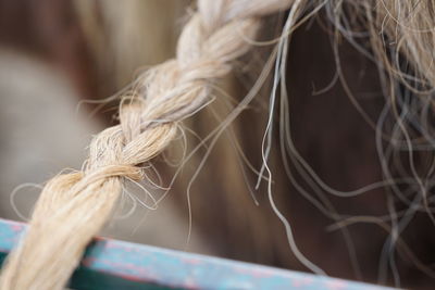 Close-up of pigtail tied up