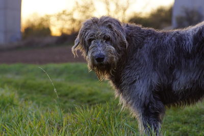 Portrait of irish wolfhound on grass