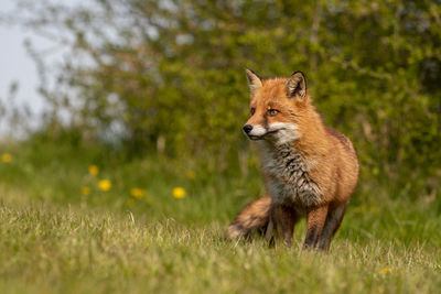 Portrait of a cat on field