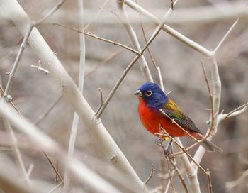 Close-up of bird perching on branch