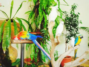 View of birds perching on tree