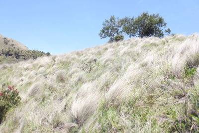 Scenic view of field against clear sky