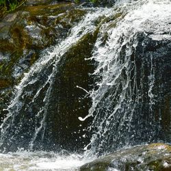 Close-up of turtle in water