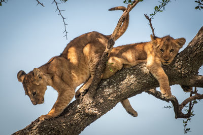 Low angle view of lion cubs resting on tree trunk