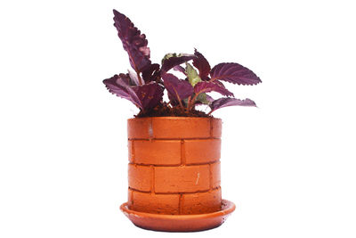 Close-up of potted plant against white background