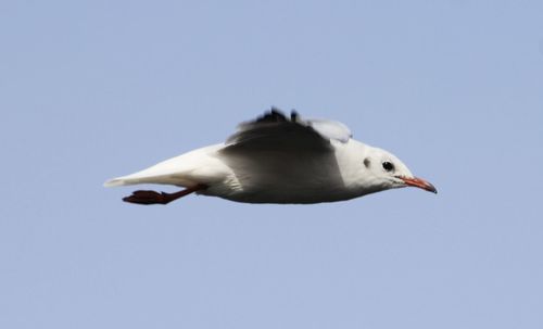 Low angle view of seagull flying against clear sky