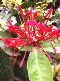 Close-up of red flowers blooming outdoors