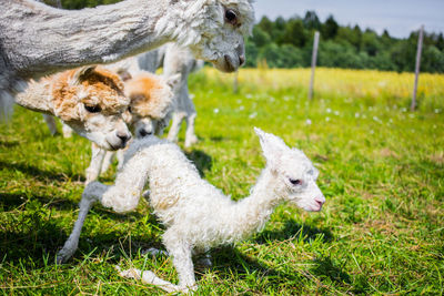 Sheep on field