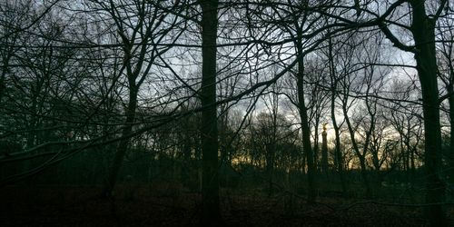 Bare trees in forest against sky