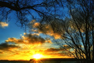 Silhouette of trees at sunset