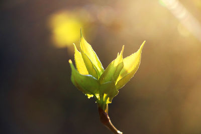 Close-up of flower buds growing outdoors