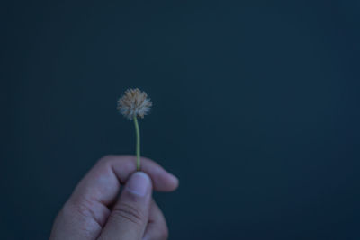 Close-up of hand holding dandelion against blue background