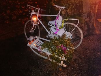 View of flowers at night