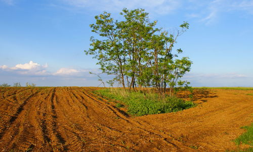 Scenic view of agricultural field against sky
