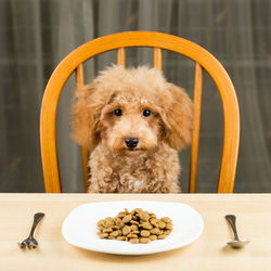 Close-up of dog on table