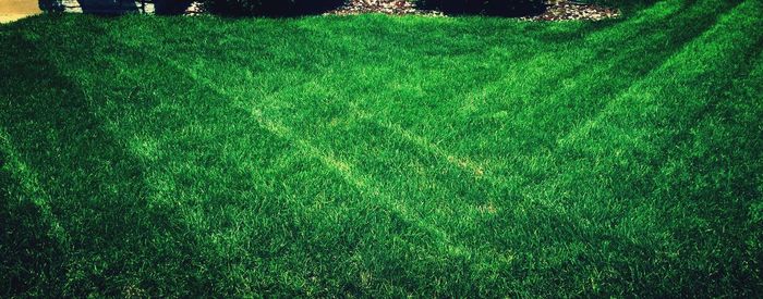 View of grassy field