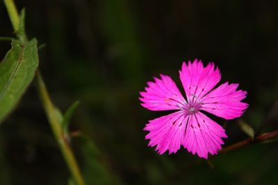 Close-up of fresh pink flower blooming outdoors