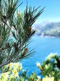 Close-up of pine tree by sea against sky