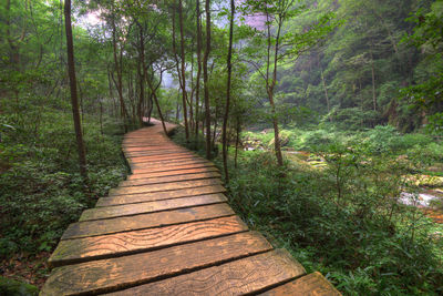 Footpath amidst trees in forest