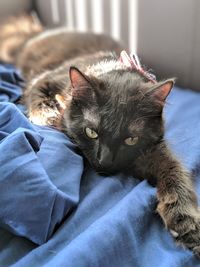 Portrait of cat resting on bed