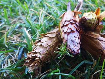 Close-up of plants