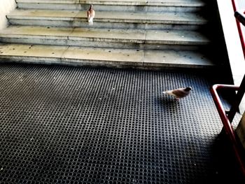 Low section of person on steps