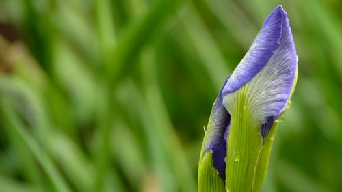 Close-up of purple flowering plant