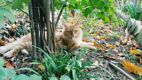 Portrait of cat sitting by plants