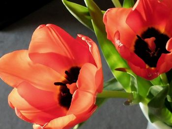 Close-up of orange flower blooming outdoors